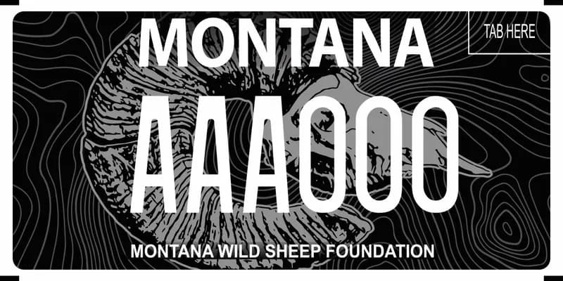 A black license plate with white text and grayscale topography lines. A bighorn sheep skull in center. Bottom say Montana Wild Sheep Foundation.